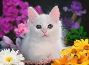 Пазл Ravensburger блестящий кот 144225949