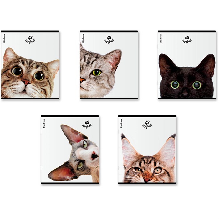 Тетрадь 48 л. клетка Котики ErichKrause 60607 898-323