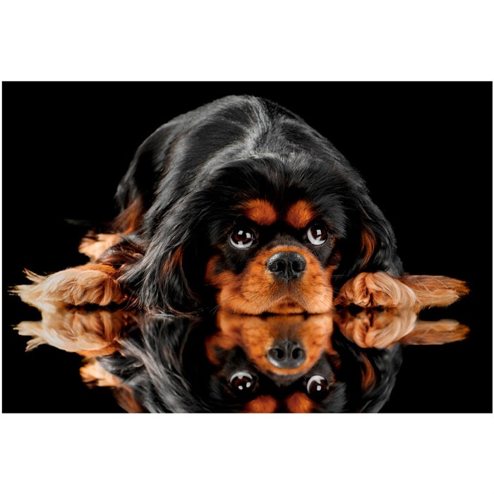 Набор для творчества Роспись по холсту 40*50см Черный кинг чарльз спаниель  ХК-0941 987-094
