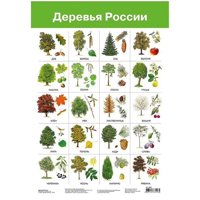 Плакат Деревья России 2883 612-811