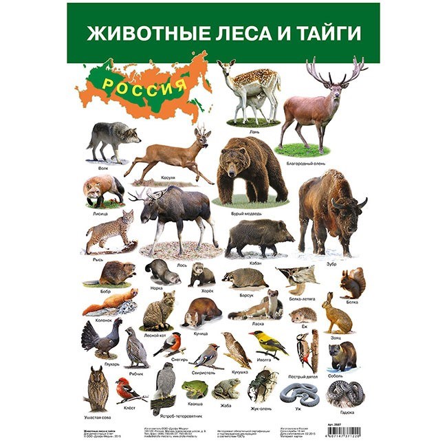 Плакат Животные леса и тайги 2687 612-123