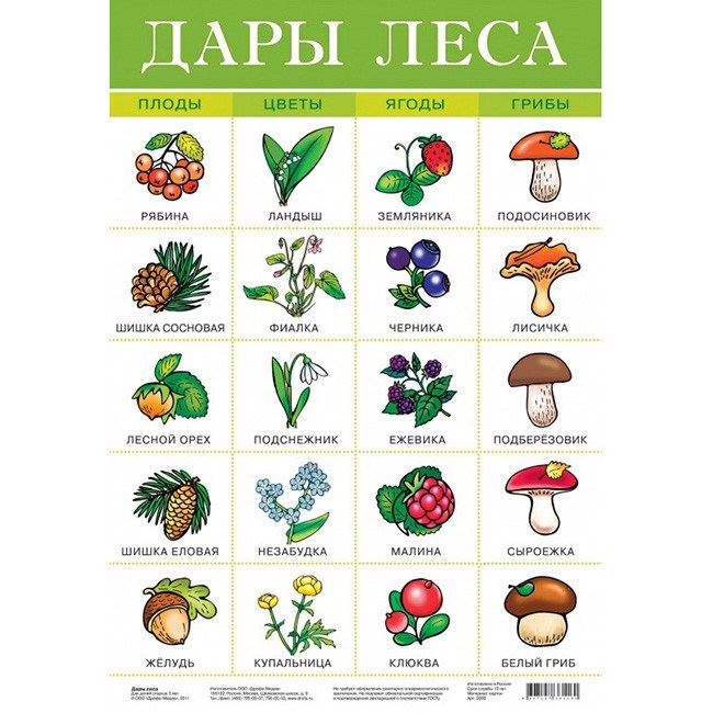 Плакат Дары леса 2093 611-908