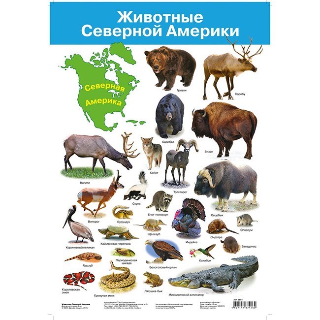 Плакат Животные Северной Америки 2881 612-912