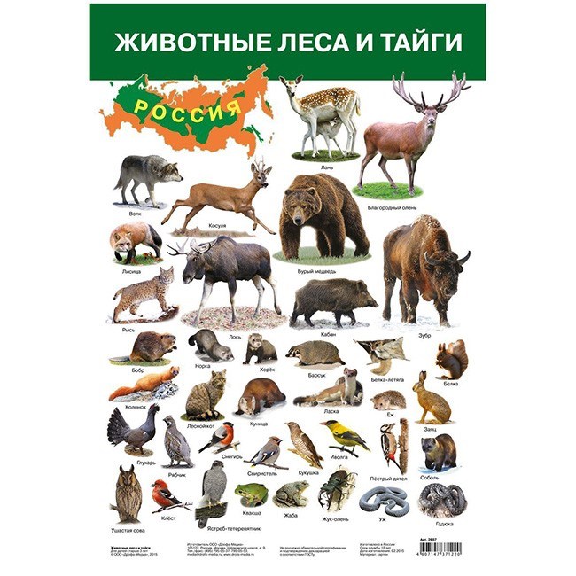 Плакат Животные России-2 Красная книга 2987 611-913