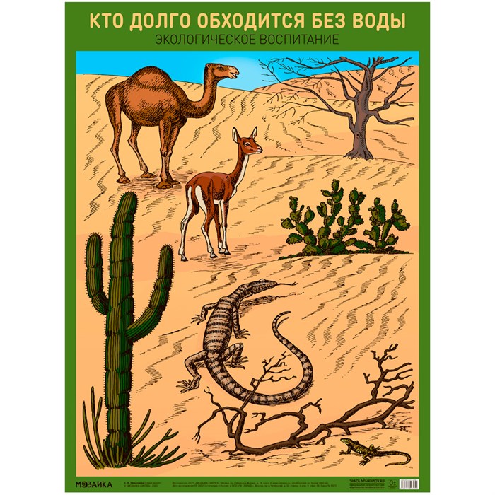Плакат 978-5-43152-705-0 Кто долго обходится без воды 401-241