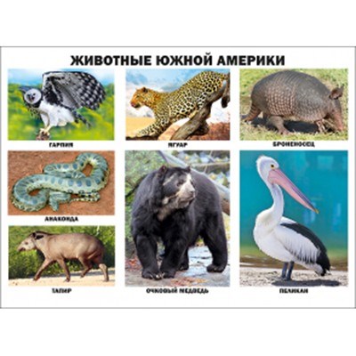 Плакат Животные Южной Америки 978-5-378-17365-5 611-589