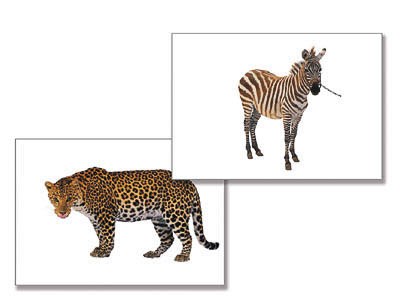 Дидактическое пособие Дикие животные (24 карт., А4, ламинир.) 1041900692