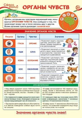 ПО-13976 Плакат А3. Окружающий мир в 3 классе. Органы чувств 1990267725