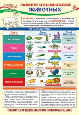 ПО-13971 Плакат А3.Окружающий мир в 3 классе. Развитие и размножение животных 2028237553