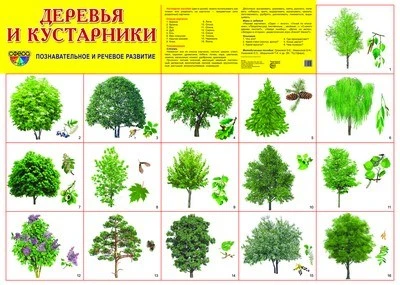 Демонстрационный плакат СУПЕР А2 Деревья и кустарники 1329265117