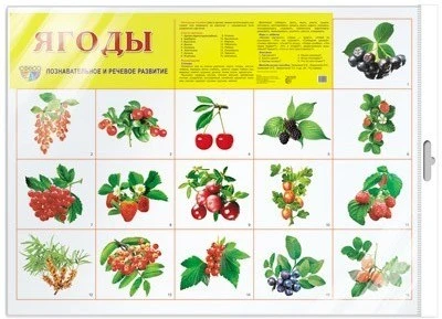*Демонстрационный плакат СУПЕР А2 Ягоды (в индивидуальной упаковке с европодвесом и клеевым клапаном) 488202135
