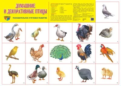 Демонстрационный плакат СУПЕР А2 Домашние и декоративные птицы 362208398