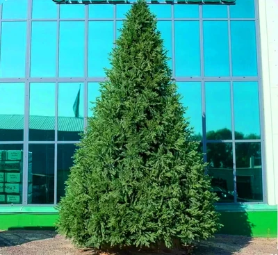 Green Trees Ель Финская Премиум 4.0 м. хвоя РЕ+PVC - ЕФП-4.0РP 1233527667
