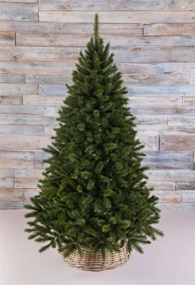 Triumph Tree Пихта Прелестная 215 см. - 73363 541685302