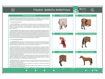 Интерактивный светодинамический стенд «Грыжи живота животных» Zarnitza 1487164889