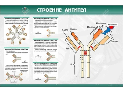 Стенд "Строение антител" Zarnitza 1643569870