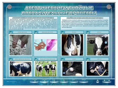 Интерактивный стенд "Асептические и гнойные воспалительные процессы" Zarnitza 1917905445