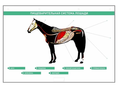 Электрифицированный стенд "Пищеварительная система сельскохозяйственных животных" со сменными фолиями Zarnitza 448566508