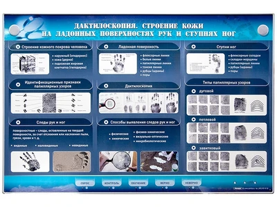 Электрифицированный стенд "Дактилоскопия. Строение кожи на ладонных поверхностях рук и ступнях ног" Zarnitza 379492545