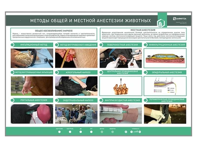 Электрифицированный стенд «Методы общей и местной анестезии» Zarnitza 198873045
