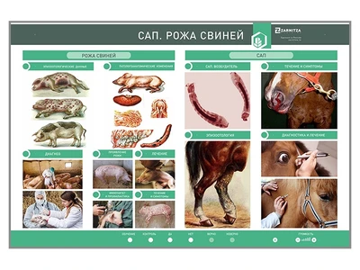 Электрифицированный стенд "Сап. Рожа свиней" Zarnitza 1941694372