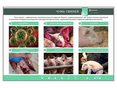 Электрифицированный стенд "Чума свиней" Zarnitza 1320056833