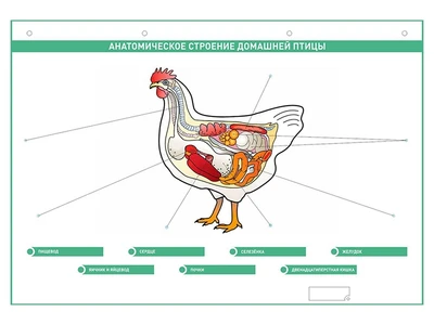 Электрифицированный стенд "Анатомическое строение сельскохозяйственных животных" со сменными фолиями Zarnitza 613829401