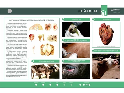 Электрифицированный стенд «Лейкозы» Zarnitza 454935728
