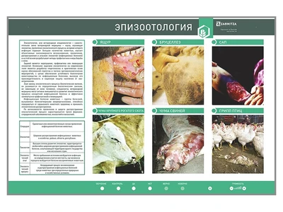 Электрифицированный стенд "Эпизоотология" Zarnitza 1937138891