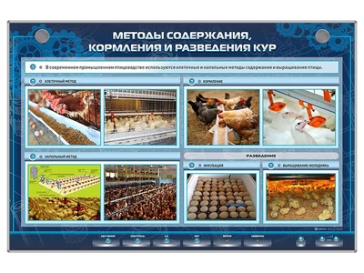 Электрифицированный стенд "Методы содержания, кормления и разведения кур" Zarnitza 1103942151