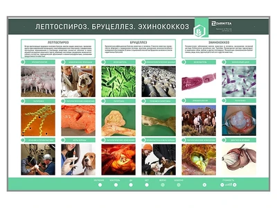 Электрифицированный стенд «Лептоспироз. Бруцеллез. Эхинококкозы» Zarnitza 39626646