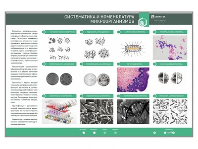 Электрифицированный стенд "Систематика и номенклатура микроорганизмов" Zarnitza 1643992361