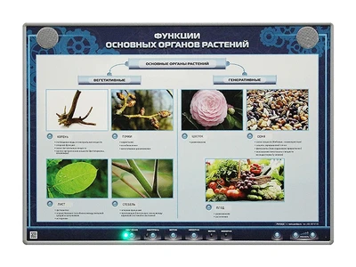 Электрифицированный стенд "Функции основных органов растений" Zarnitza 1028771156