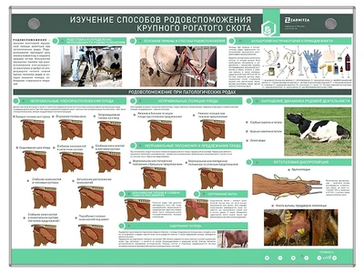 Электрифицированный стенд "Изучение способов родовспоможения крупного рогатого скота" Zarnitza 776988555