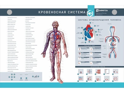 Интерактивный светодинамический стенд "Кровеносная система" Zarnitza 1376520782