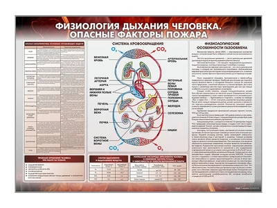 Стенд "Физиология дыхания человека. Опасные факторы пожара" Zarnitza 792628343