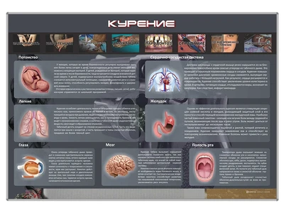 Стенд "Курение" Zarnitza 499956284