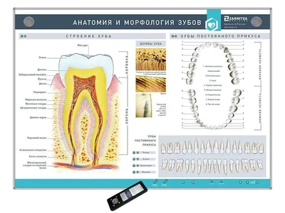 Интерактивный стенд "Анатомия и морфология зубов" Zarnitza 1367833200