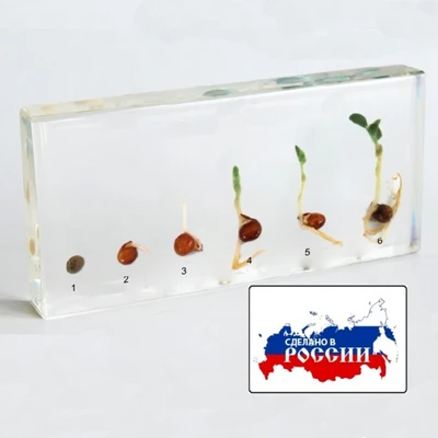Модель в прозрачном пластике "Прорастание гороха" 201553502