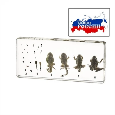 Модель в прозрачном пластике "Развитие лягушки" 586485450