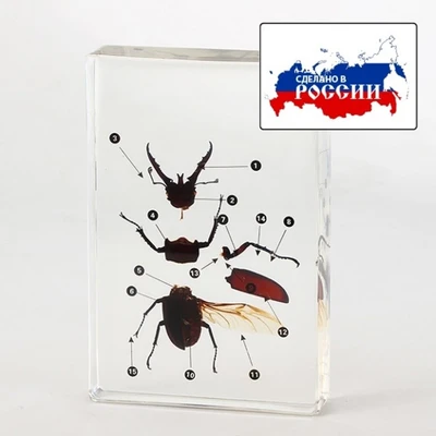 Модель в прозрачном пластике "Строение жука" 792613639