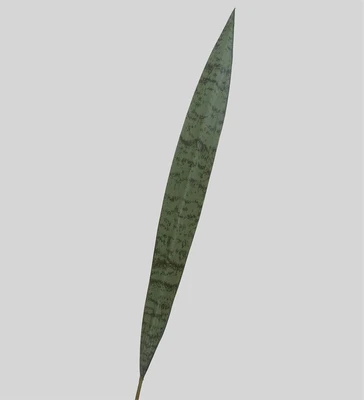 TR 534L Сансевиерия 1229583695