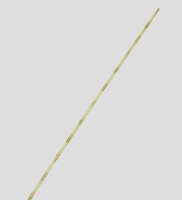 TR 520L Декоративное дерево 1667945942