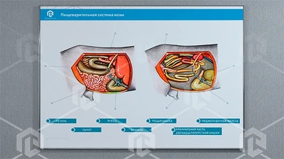 Стенд-планшет светодинамический "Изучение пищеварительной системы сельскохозяйственных животных" со сменными панелями 686375773