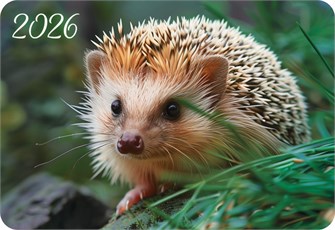 Карманный календарь 2026 "Таинственный лес" КГ-26-363 КГ-26-363
