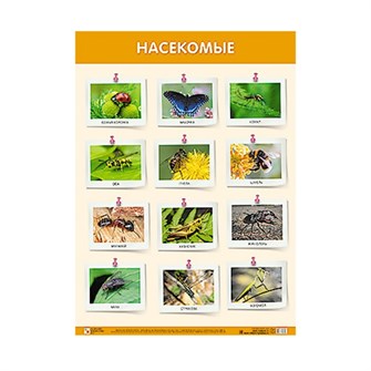 Плакат 978-5-43151-900-0 Насекомые. Развивающие плакаты 984-191