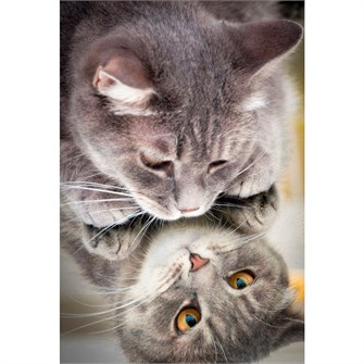 Набор для творчества Роспись по холсту 40х50 см Отражение кошки Х-4602 983-630