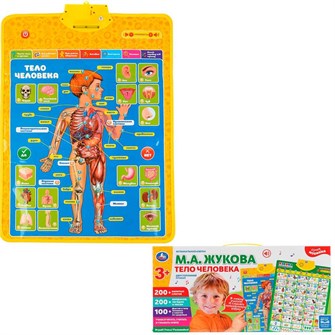 {{photo.Alt || photo.Description || 'Электронный плакат М.Жукова Тело человека HX0251-R93'}}