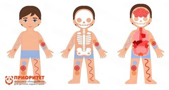 {{photo.Alt || photo.Description || 'Бизиборд «Строение тела» Приоритет'}}