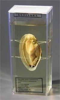 {{photo.Alt || photo.Description || 'Комплект влажных препаратов демонстрационный'}}